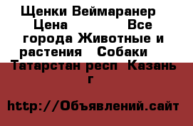 Щенки Веймаранер › Цена ­ 40 000 - Все города Животные и растения » Собаки   . Татарстан респ.,Казань г.